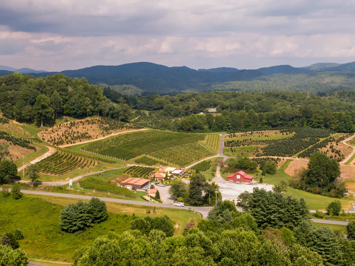 A scenic view of a vineyard with rows of grapevines stretching toward the mountains in the background. A red barn anchors the landscape, with a road running alongside the vines, and the overall scene is bathed in warm, natural light. The image evokes a relaxed, bucolic atmosphere typical of wine country.
